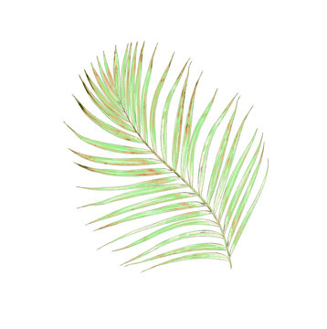 Green leaf of palm tree on white background