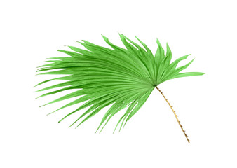 green leaf palm tree isolated on white background