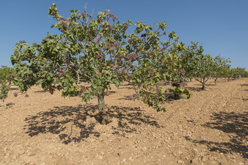 Fototapeta na wymiar Rows of pistachio nut trees