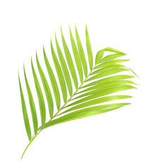 green palm leaf isolate on white background