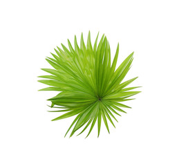 green leaf of palm tree isolated on white background