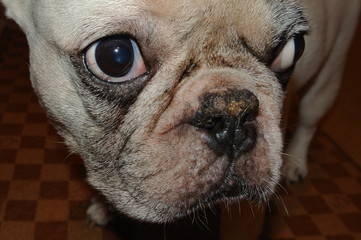 フレンチブルドッグ