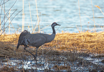  common crane (Grus grus).