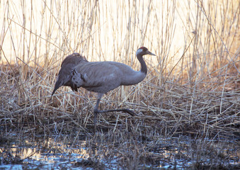 Common crane (Grus grus).
