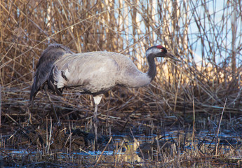 Common crane (Grus grus).