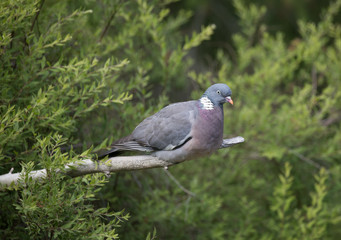 Common wood pigeon,   Columba palumbus