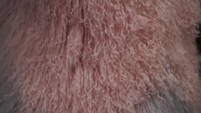 fashionable waistcoat made of genuine lama fur combined pink-gray color. the girl tries on a fur coat