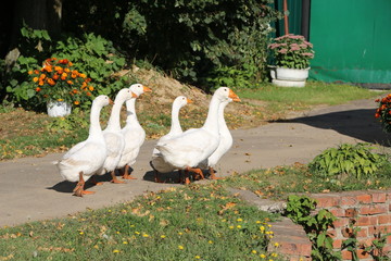 a flock of white geese walking along a village street