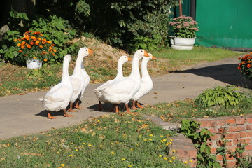 a flock of white geese walking along a village street