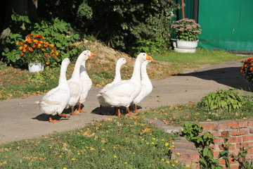 a flock of white geese walking along a village street