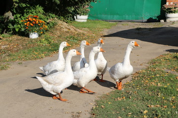 a flock of white geese walking along a village street