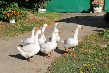 a flock of white geese walking along a village street