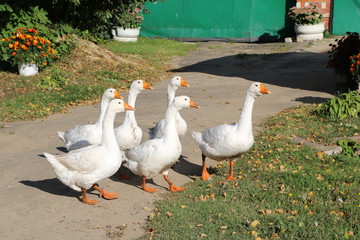 a flock of white geese walking along a village street
