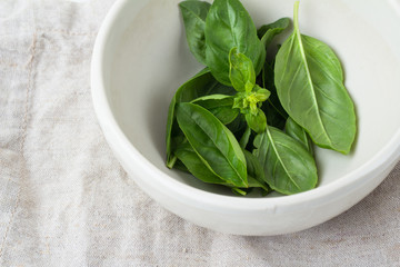 basil in white cup closeup.
