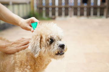 tick and flea prevention for a dog