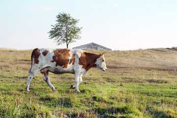 Cow as the basis of the economy in the village