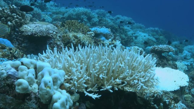 A coral reef dies. Coral bleaching on Apo Reef, Philippines May 2016