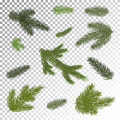 Close up of fir tree branch isolated .Vector illustration. Eps 10.