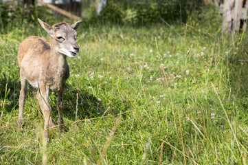 Young european mouflon animal on green meadow with grass