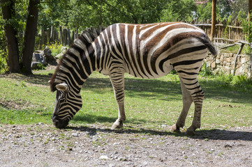 Fototapeta na wymiar Burchell zebra on pasture