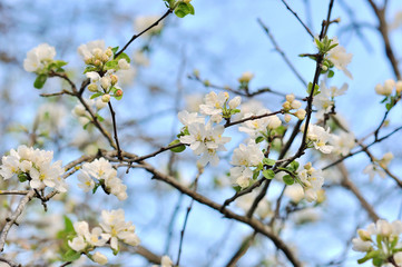 Blossoms of cherry tree
