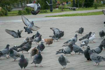 A flock of pigeons flies and lands in the city park in summer