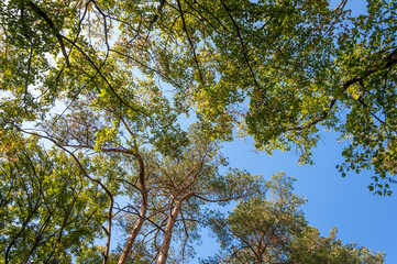 Obraz premium Forest landscape on a sunny autumn day