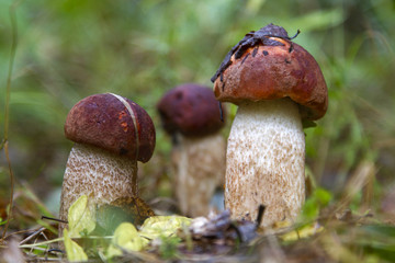 Leccinum aurantiacum