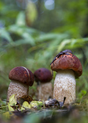 Leccinum aurantiacum