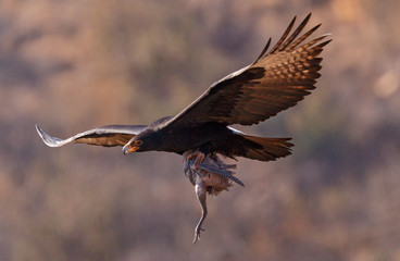 Black Eagle with Guinea fowl prey