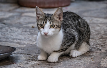 Naklejka na ściany i meble Stray tabby cat on a side street, Dubrovnik old town, Croatia, Europe