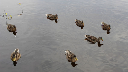 Ducks swimming in lake