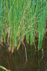 Reeds in water