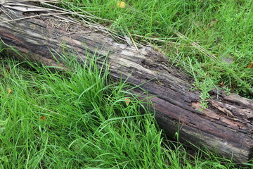 Fallen tree trunk in forest