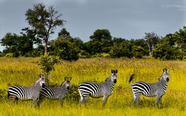 Fototapeta na wymiar 4 Zebras Portrait