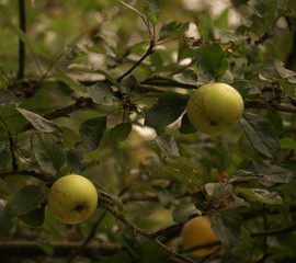 Crown of an apple tree with ripe yellow fruit with scabbed peel in autumn just before harvest.jpg