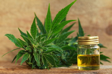 cannabis oil and hemp