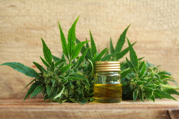 cannabis oil and hemp