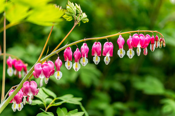 bleeding heart flower