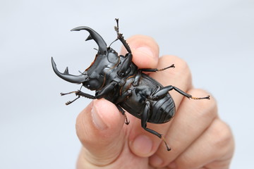 A stag beetle Dorcus Curvidens