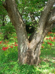 彼岸花咲く野原と桜の木