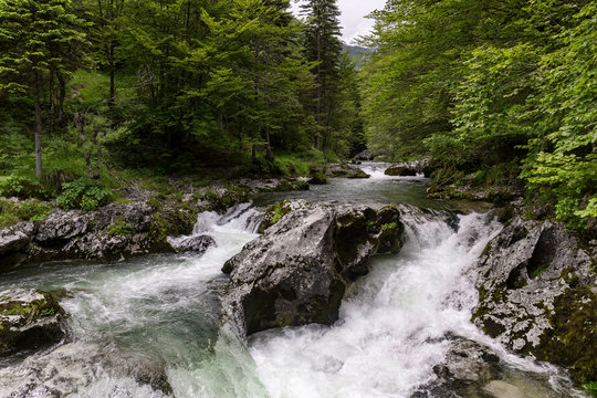 Fast mountain river is floating through the green pine tree forest in Slovenia Bohinj national park