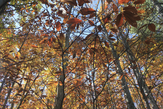 El bosque en otoño3