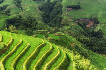 Longi rice terrace