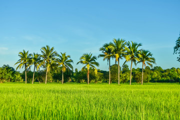 Obraz premium Green rice field landscape in September In south east asia
