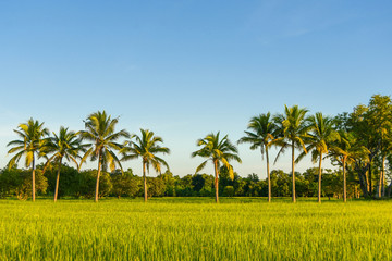 Fototapeta premium Green rice field landscape in September In south east asia