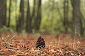 El bosque en otoño