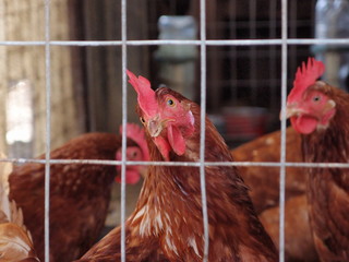 Galline nel pollaio © ninop