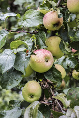 very pink and beautiful apples in the trees and on the ground