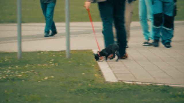 Man walking the dog in the city park